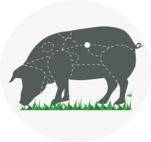 Gráfico de despiece para la obtención de chuletas de cerdo ibérico