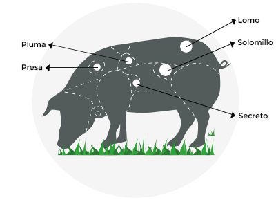 Despiece carnes ibéricas de bellota, gráfico