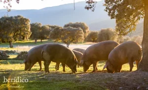 cría del cerdo ibérico de bellota, cerdo ibérico comiendo bellotas, que come el cerdo ibérico, que comen los cerdos ibéricos, alimentación cerdo ibérico, cerdo ibérico alimentación, como criar cerdos ibéricos, como se cría el cerdo ibérico, como se crían los cerdos ibéricos, cría del cerdo ibérico, cría del cerdo ibérico de bellota, donde se cría el cerdo ibérico, donde se crían los cerdos ibéricos, que bellotas comen los cerdos ibéricos, que come un cerdo ibérico de bellota, alimentación del cerdo ibérico, alimentación cerdo ibérico de bellota, alimentación cerdo ibérico de cebo, alimentación cerdo ibérico denominación de origen, alimentación cerdo ibérico jamón ibérico de bellota, alimentación del cerdo ibérico de bellota, alimentación del cerdo ibérico durante la crianza, alimentación en cerdo ibérico extensivo