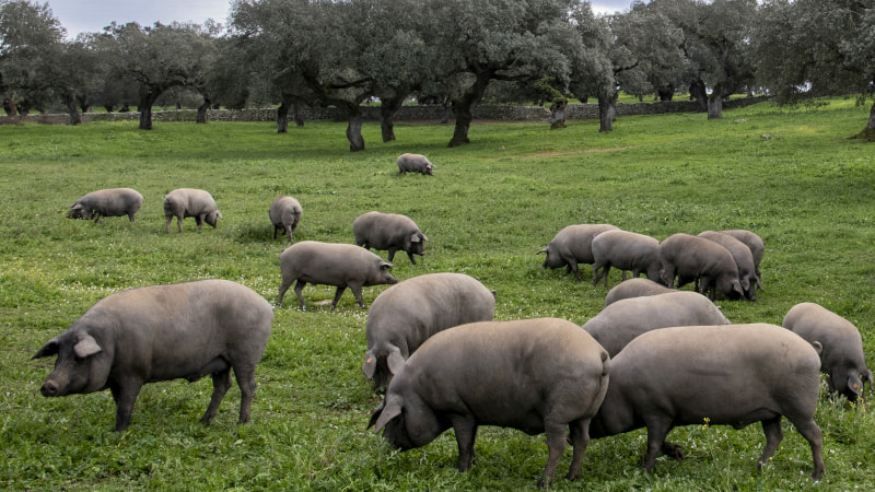 cuanto dura la montanera, cuanto dura la montanera, epoca de montanera, cerdos ibericos en montanera, cerdo iberico montanera, cerdos en montanera, montanera cerdo iberico, montanera 2022, alimentacion de cerdos en montanera, aprovechamiento del cerdo en montanera, campaña de montanera del cerdo iberico, cerdo iberico cuanto engorda en montanera, cerdo iberico en montanera, cerdos con dos montaneras, cerdos en el periodo de montanera, cerdos en extensivo montanera, cerdos ibericos de montanera, cuantas hectareas de encinas necesita in cerdo en montanera, cuanto tiempo dura la montanera, fecha de la montanera, montanera 2023, montanera bellotas epoca, montanera fechas, montanera ibéricos, que es la época de montanera