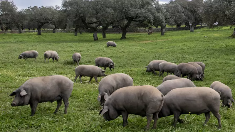 cuanto dura la montanera, cuanto dura la montanera, epoca de montanera, cerdos ibericos en montanera, cerdo iberico montanera, cerdos en montanera, montanera cerdo iberico, montanera 2022, alimentacion de cerdos en montanera, aprovechamiento del cerdo en montanera, campaña de montanera del cerdo iberico, cerdo iberico cuanto engorda en montanera, cerdo iberico en montanera, cerdos con dos montaneras, cerdos en el periodo de montanera, cerdos en extensivo montanera, cerdos ibericos de montanera, cuantas hectareas de encinas necesita in cerdo en montanera, cuanto tiempo dura la montanera, fecha de la montanera, montanera 2023, montanera bellotas epoca, montanera fechas, montanera ibéricos, que es la época de montanera
