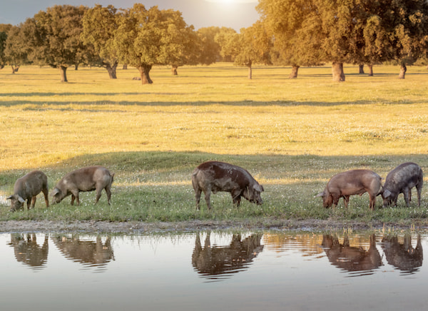 montanera del cerdo ibérico en la dehesa de Extremadura