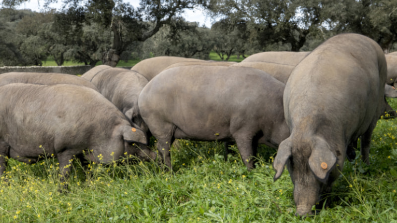 cuanto pesa un cerdo iberico, cuanto pesa un cerdo adulto, clasificacion del cerdo segun su peso, cuanto pesa un cerdo, peso cerdo adulto, peso cerdo matanza,como saber cuanto pesa un cerdo, cuanto pesa un cerdo al nacer, cuanto pesa un cerdo de 1 año, cuanto pesa un cerdo de 12 meses, cuanto pesa un cerdo de 2,3,4,5,6, meses, cuanto pesa un cerdo de matanza, cuanto pesa un cerdo grande, cuanto pesa un cerdo promedio