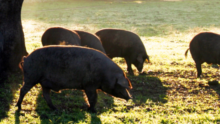 Puede un cerdo alimentarse solo de bellotas