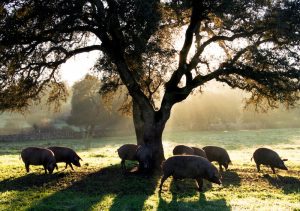 se puede criar un cerdo solo con bellotas, cerdo alimentado exclusivamente con bellota, como un cerdo come solo bellotas, jamones alimentación solo bellotas, foto de cerdo ibérico comiendo bellotas