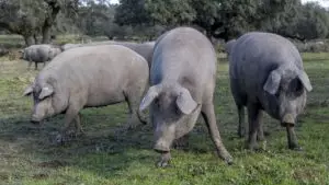 diferencia entre cerdo ibérico y duroc, diferencia cerdo ibérico y blanco, diferencia entre cerdo iberico y cerdo blanco, diferencia entre carne de cerdo iberico y cerdo blanco (Importante: destacar calidad e infiltración de grasa), diferencia entre cerdo ibérico y cerdo común