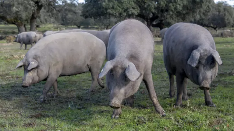 diferencia entre cerdo ibérico y duroc, diferencia cerdo ibérico y blanco, diferencia entre cerdo iberico y cerdo blanco, diferencia entre carne de cerdo iberico y cerdo blanco (Importante: destacar calidad e infiltración de grasa), diferencia entre cerdo ibérico y cerdo común