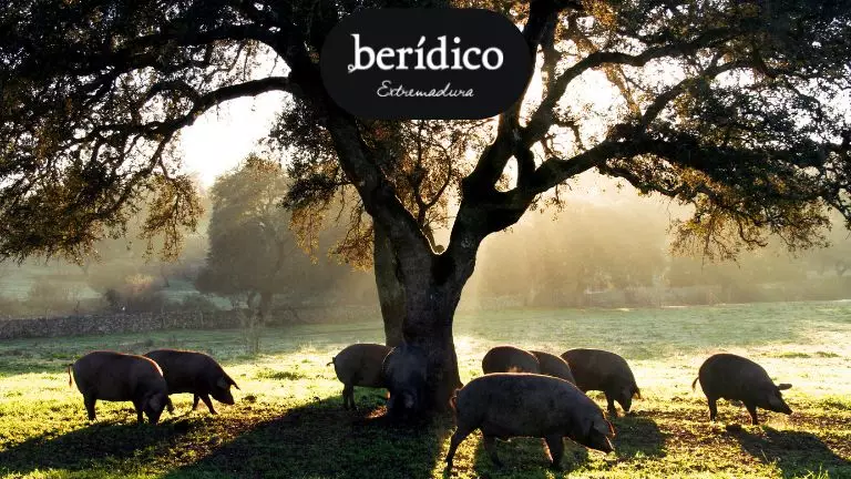 cerdo ibérico cuanto engorda en montanera
