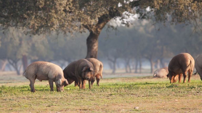 de que animal es el jamón ibérico,, de que animal sale el jamón ibérico​, de que animal viene el jamón ibérico​, de que animal se hace el jamón ibérico​, jamón ibérico de que animal es​​